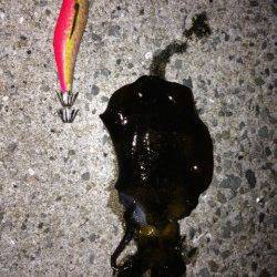 新浜漁港　エギングで新子サイズのアオリイカ　