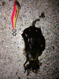 新浜漁港　エギングで新子サイズのアオリイカ　