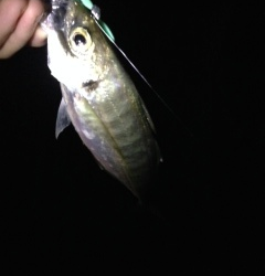 泉南の各ポイントをアジングでランガン　小島で中アジ、鳥取で小アジ