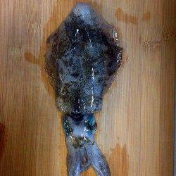 エギのサイズダウンで着水後すぐに抱いてきました　垂水周辺エギング