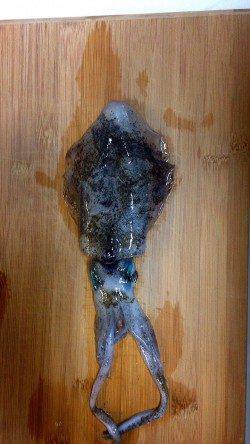 エギのサイズダウンで着水後すぐに抱いてきました　垂水周辺エギング