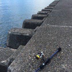 太地でライトゲーム　オオモンハタの釣果