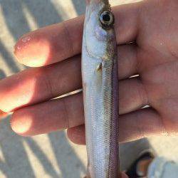 南港周辺　涼しくなる夕方からサビキでアジ・サバ・カマスなど