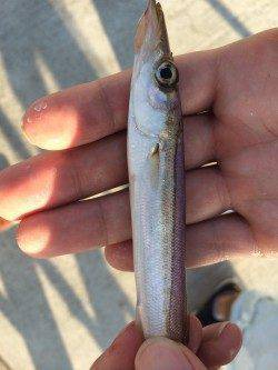 南港周辺　涼しくなる夕方からサビキでアジ・サバ・カマスなど