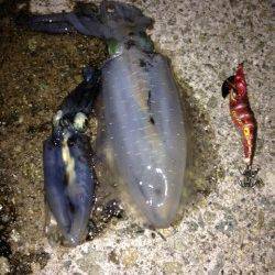 新浜漁港 エギングでアオリイカ、スーパームーン効果で好調でした♪