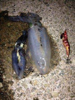 新浜漁港 エギングでアオリイカ、スーパームーン効果で好調でした♪