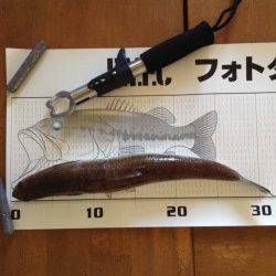 須磨で鉄板ブレードをキャスト…エソがヒット