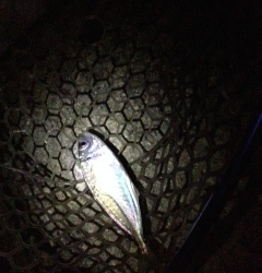 泉南の各ポイントをアジングでランガン　小島で中アジ、鳥取で小アジ