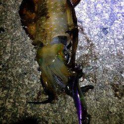 エギのサイズダウンで着水後すぐに抱いてきました　垂水周辺エギング