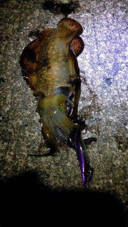 エギのサイズダウンで着水後すぐに抱いてきました　垂水周辺エギング