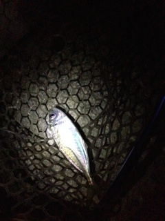 泉南の各ポイントをアジングでランガン　小島で中アジ、鳥取で小アジ