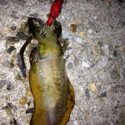 新浜漁港 エギングでアオリイカ、スーパームーン効果で好調でした♪