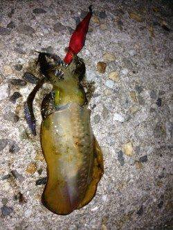 新浜漁港 エギングでアオリイカ、スーパームーン効果で好調でした♪