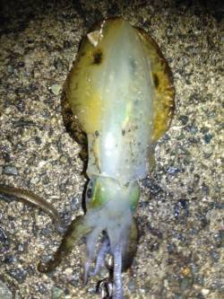 垂水にて1時間でコロッケ〜トンカツサイズの…