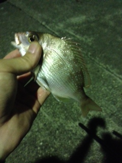 日置川河口半夜で投げ釣り　チャリコの釣果