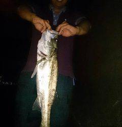 武庫川河口シーバス65cm　水面騒がしく生命感たっぷり