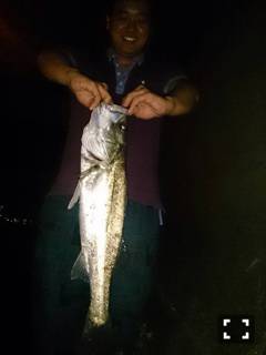 武庫川河口シーバス65cm　水面騒がしく生…