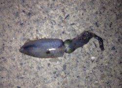 見草漁港エギング　3投目に300gのアオリイカ♪