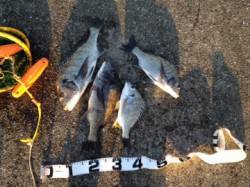 内之浦港へフカセ釣行　チヌ・キビレ夜明けま…