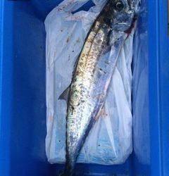 武庫川一文字ジギング&ワインド　サゴシとタチウオで楽しい釣りでした！