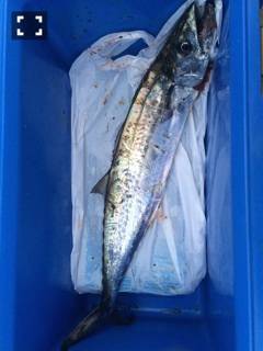 武庫川一文字ジギング&ワインド　サゴシとタチウオで楽しい釣りでした！