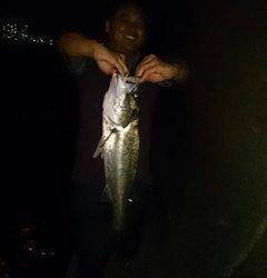 武庫川河口シーバス65cm　水面騒がしく生命感たっぷり