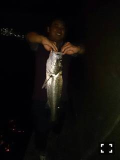 武庫川河口シーバス65cm　水面騒がしく生命感たっぷり