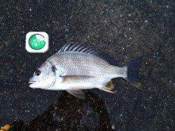 田辺・内之浦港にて　綺麗な月の明かりの中キビレの釣果