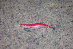 見草漁港エギング　3投目に300gのアオリイカ♪