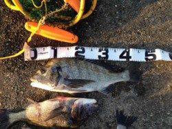 内之浦港へフカセ釣行　チヌ・キビレ夜明けまでに4枚