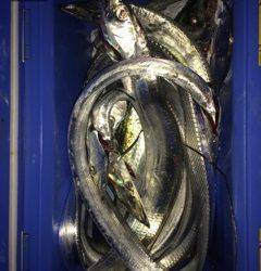 武庫川一文字ジギング&ワインド　サゴシとタチウオで楽しい釣りでした！