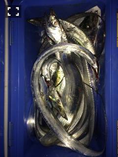 武庫川一文字ジギング&ワインド　サ…