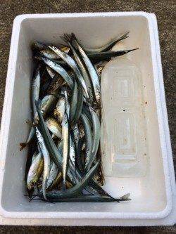 香住東港　アジ・サヨリとも絶好調でした♪