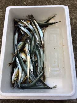 香住東港　アジ・サヨリとも絶好調でした♪