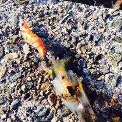 日本海エギングでアオリイカ新子　間人で1枚、帰り道に舞鶴でねばり1枚