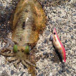 宇久にてエギングでアオリイカ　成長してきたもののまだ2号が活躍