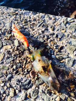 日本海エギングでアオリイカ新子　間人で1枚…