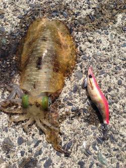 宇久にてエギングでアオリイカ　成長してきた…