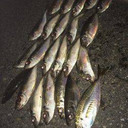 舞洲アジング　ピンク系のワームがアタリ多かったです◎