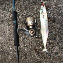 紀ノ川河口　タチウオ狙いは不発もエギングで楽しめる　サゴシの姿も