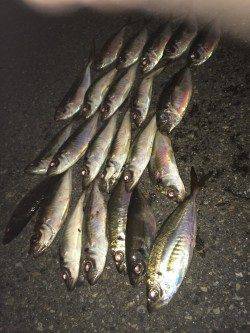 舞洲アジング　ピンク系のワームがアタリ多かったです◎