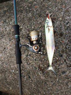 紀ノ川河口　タチウオ狙いは不発もエギングで楽しめる　サゴシの姿も