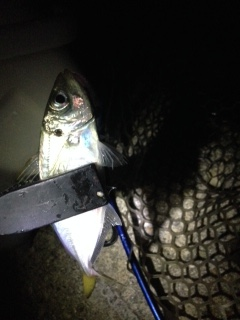 大阪南部をアジングでランガン　全体的に渋く…