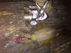 雑賀崎でエギング　3号から2.5号にかえるとHIT！