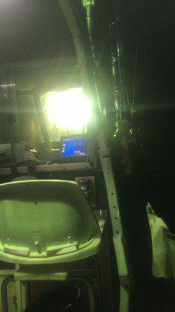 間人　エギングのアオリイカはリリースサイズ