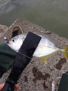 生エサジグヘッド!?【yamagoon氏　連載記事】