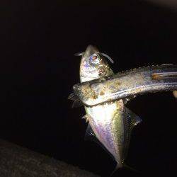 大阪南港　アジング釣行は高活性な状況