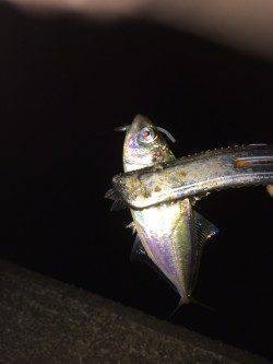 大阪南港　アジング釣行は高活性な状況