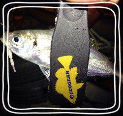 神戸港　仕事帰りのアジング釣行は試行錯誤の状況に