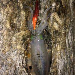 戸坂・塩津漁港周辺エギング　アオリイカはシモリの影に潜んでいました